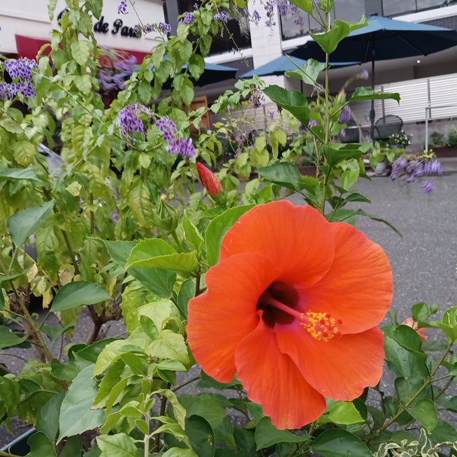 くすお 銀座裏コリドー店 | こんばんは🌙くすお銀座裏コリドー店です🧜🏻‍♀️