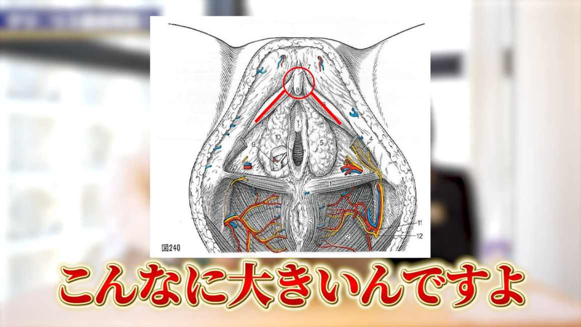 衝撃波でED改善！？話題のED治療機器「レノーヴァ」を体験してみた！│アンファーからだエイジング【専門ドクター監修】