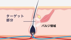 男性がパイパンにする陰毛処理のやり方を紹介 | メンズ脱毛百科事典