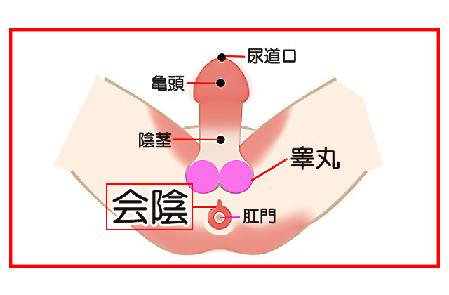 タイ式睾丸マッサージで絶倫ペニスを作る方法【図解】 | セクテクサイト