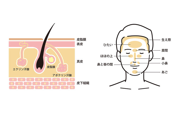 酒さ】鼻の毛穴の開きや凹凸。実は酒さの始まりかも | 美容コラム | ニキビ跡のクレーター・毛穴でお悩みの方へ「花房式ニキビ跡治療」