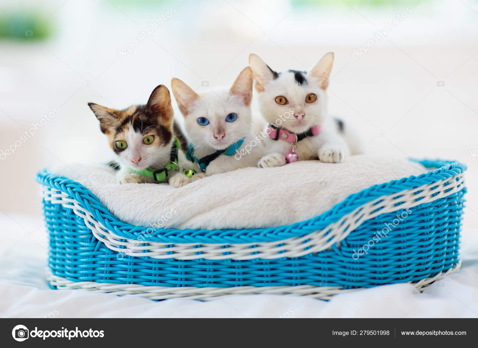 Baby Cats png images |