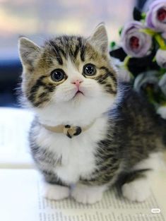 Blue-Eyed Baby Cats in Woodland