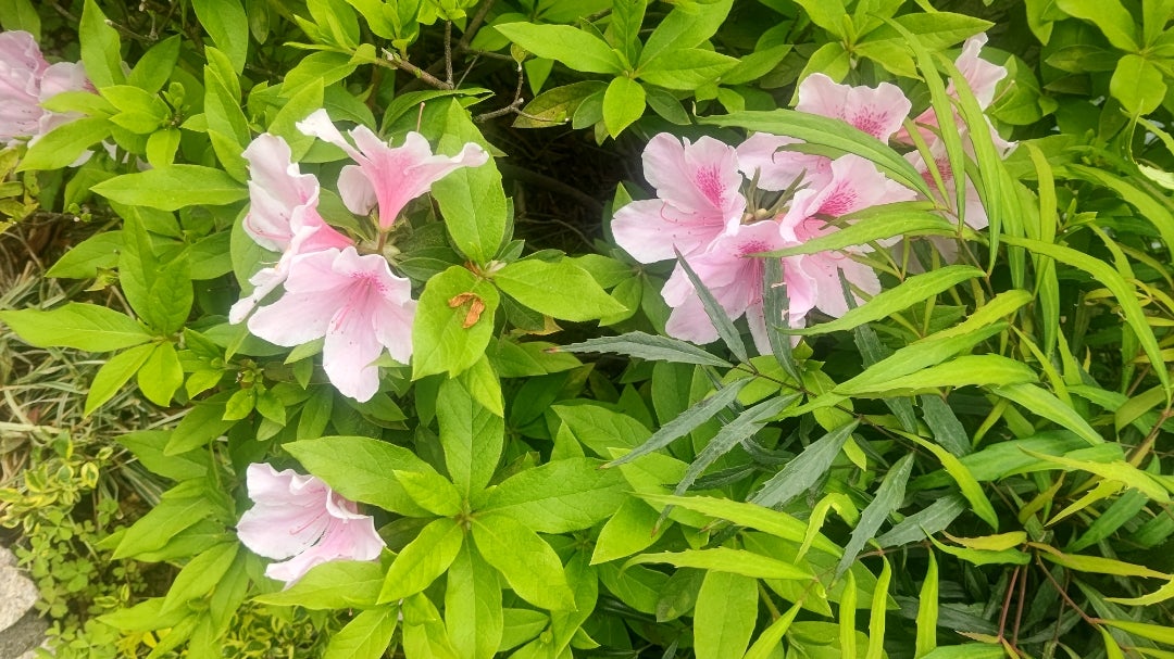 阿蘇にもついにやってきた桜前線❣ | 道の駅