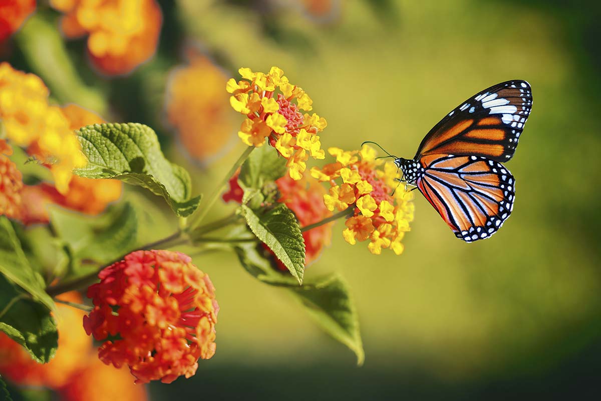 Glowing Butterfly