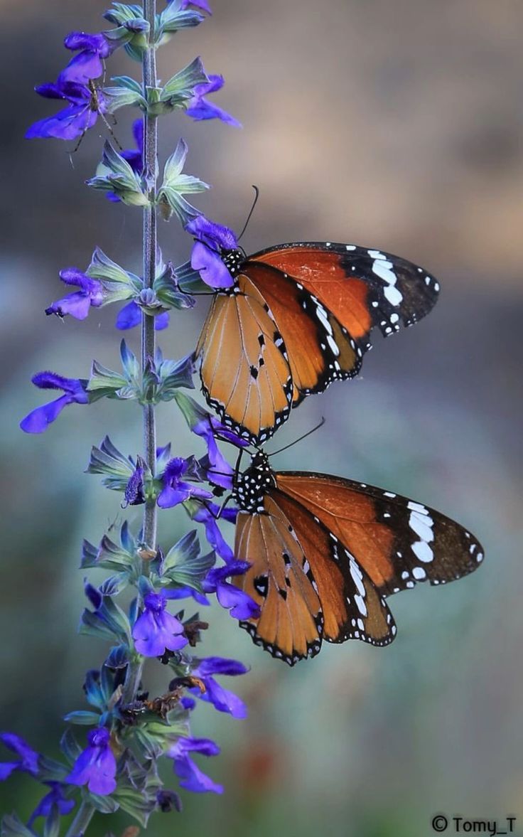 Top 9 Most Beautiful Butterflies