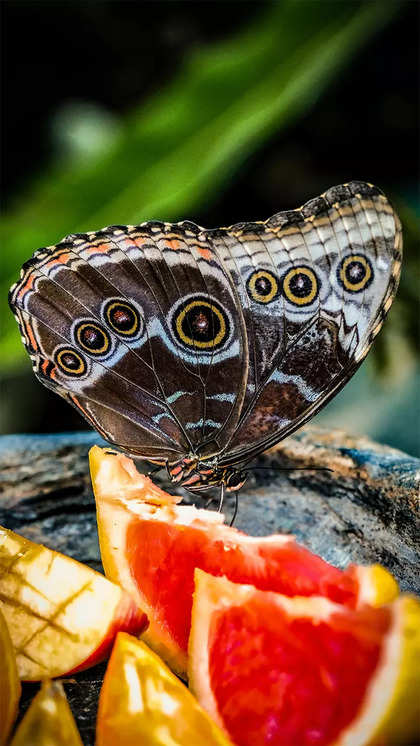 Beautiful Butterfly Wallpaper