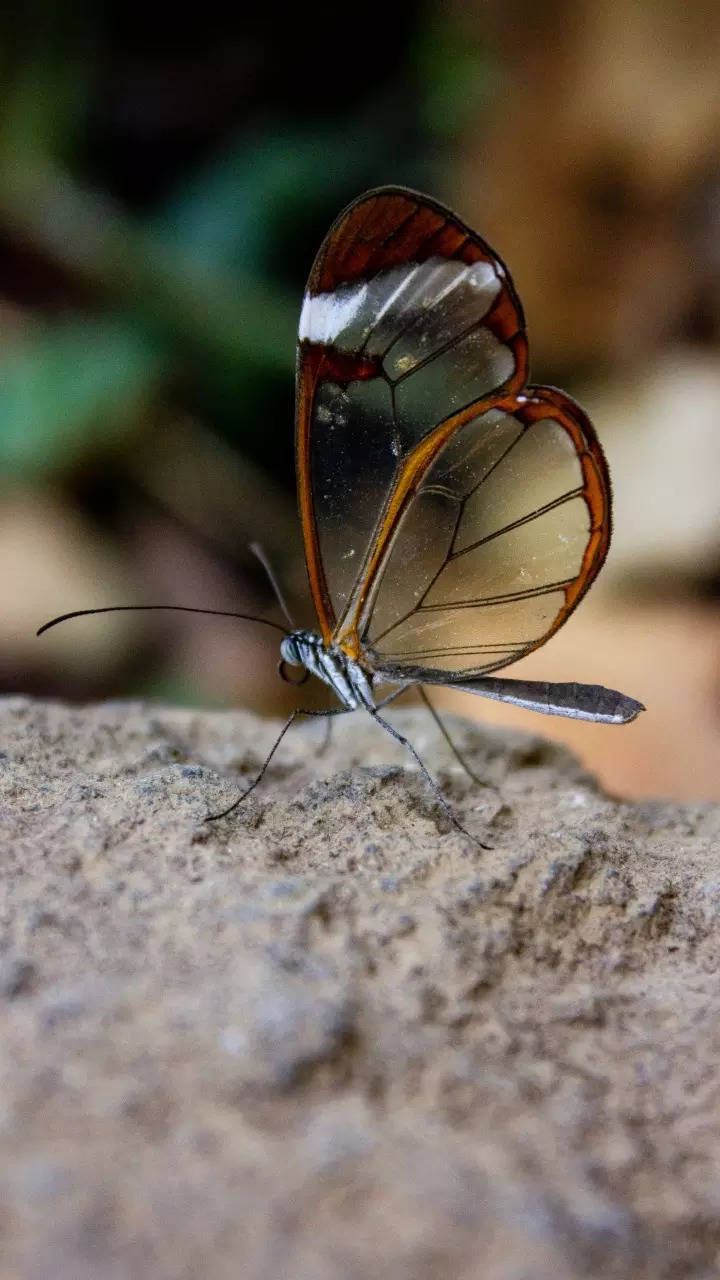 2,000+ Best Butterfly