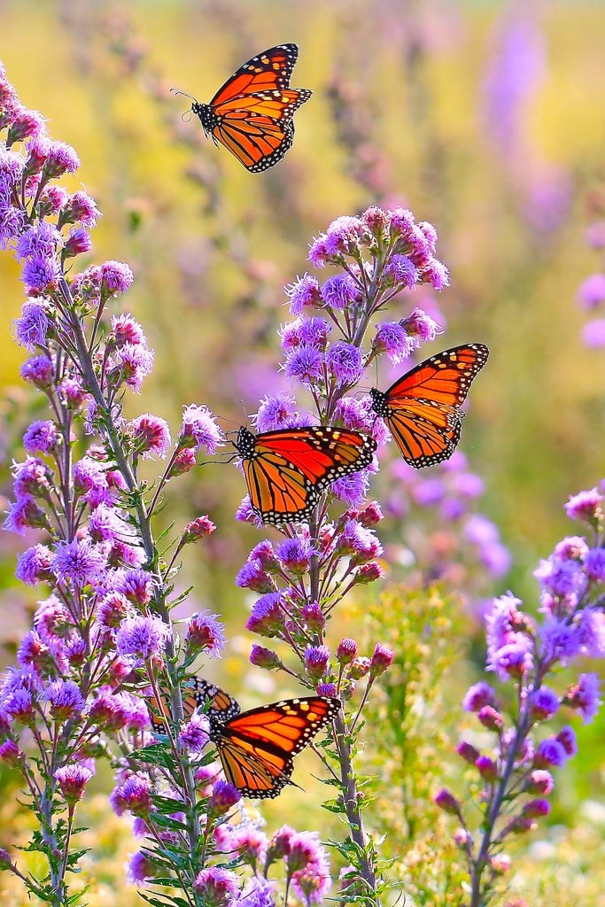 Beautiful butterfly close-up