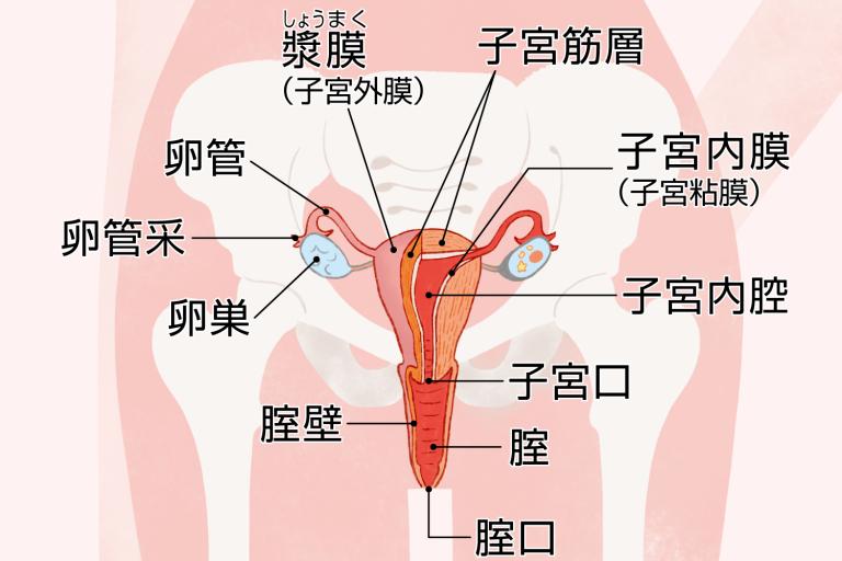 処女膜強靭症とは？確認方法｜天神駅前婦人科クリニック【福岡】