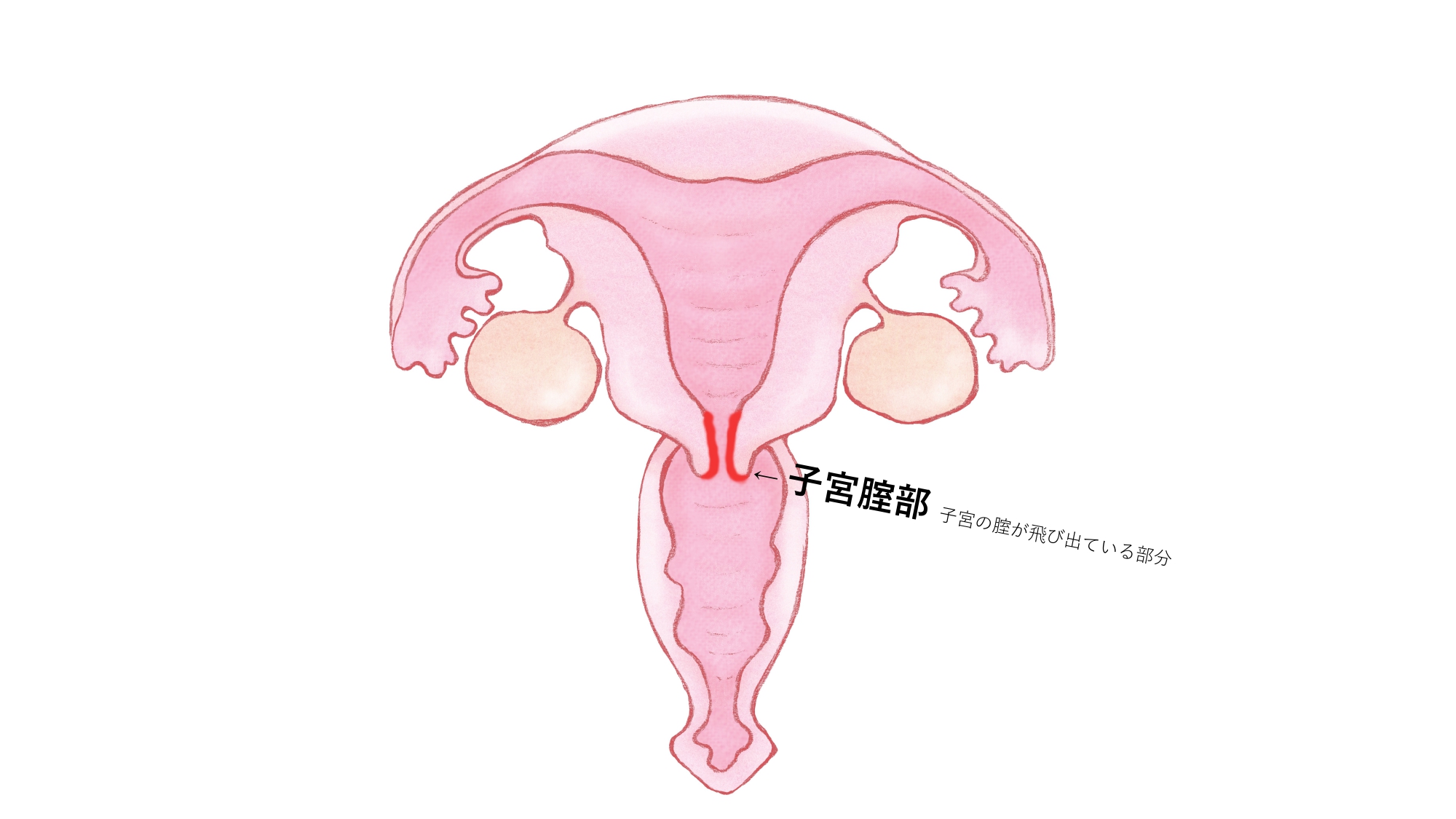 奥が好きな方必見！】ポルチオバイブ特集！