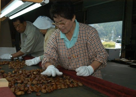 中国産】訳あり 天津甘栗 大きさお任せ しな 約５kg