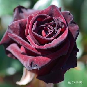 ブラックバカラノツボミ 赤黒い蕾 黒い薔薇の蕾の写真素材