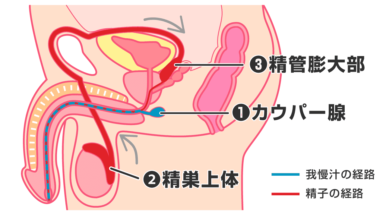 我慢汁で妊娠することはある？妊娠確率や外だしのリスク・対策まで詳しく紹介！ | 【新宿心療内科・精神科】新宿よりそいメンタルクリニック - 