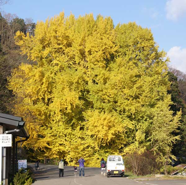 垂乳根の銀杏 と 歯固め塚 - 川崎市高津区溝口