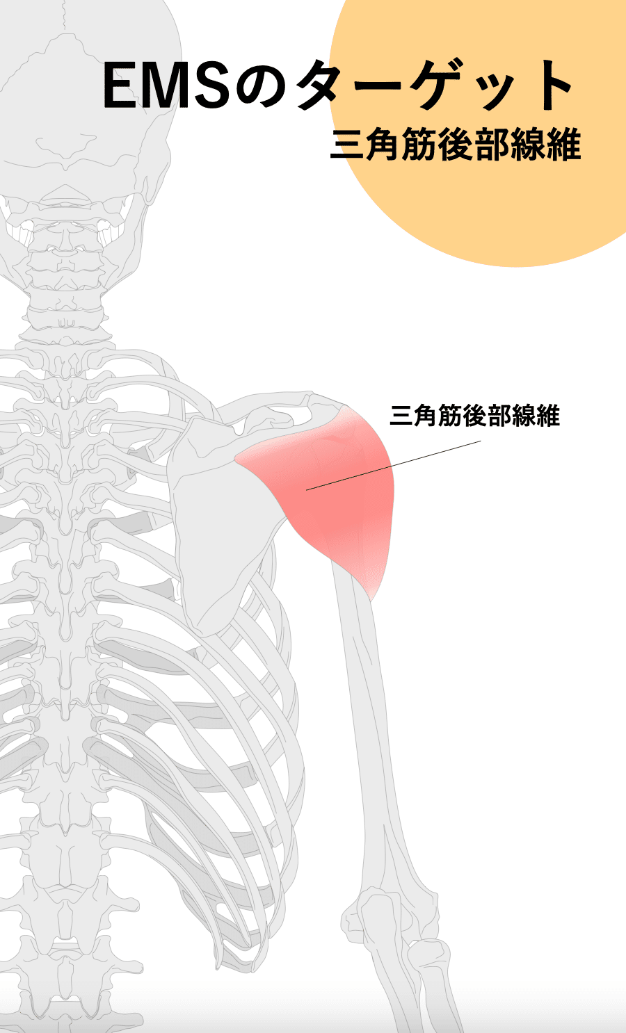 EMSに筋肉を鍛える効果はある？ トレーニングへの活用方法や注意点も紹介！｜ kikito[キキト]