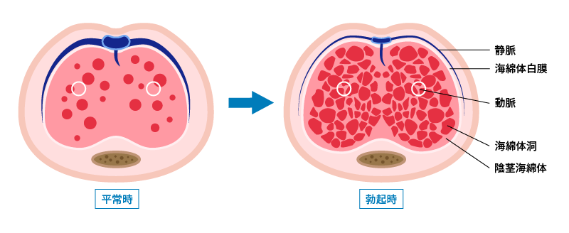 短小包茎とは！短小は何センチから？日本人の平均サイズや治療法 - アトムクリニック - atom-clinic