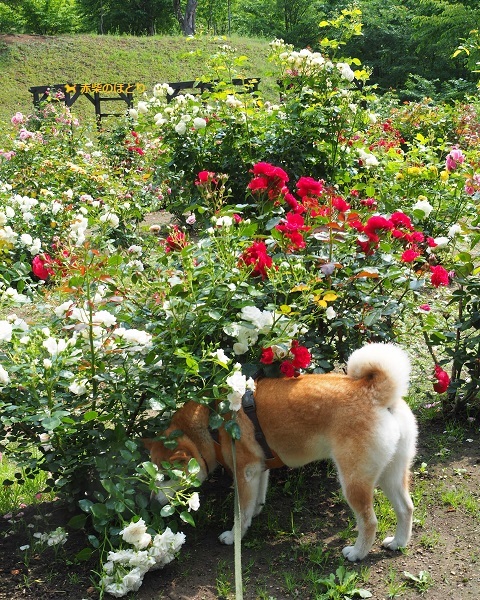 北見フラワーパラダイスの桜開花状況！【写真もあるよ】 | tabinotomo