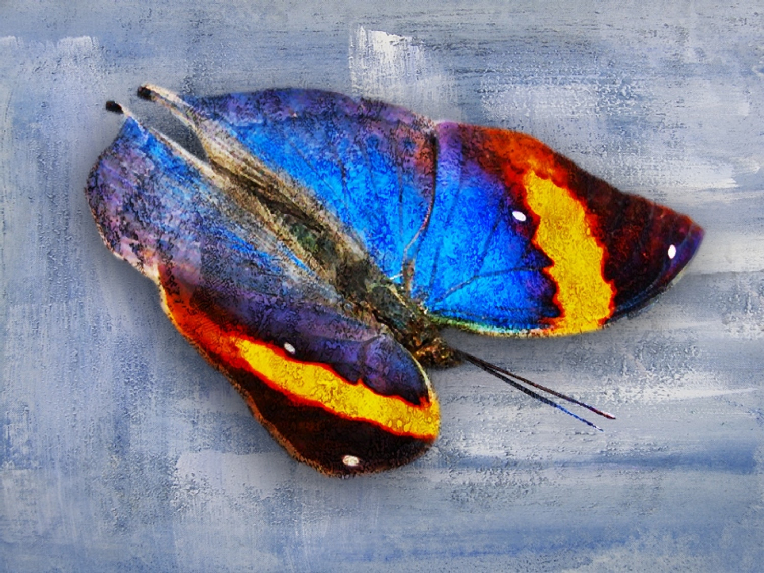 10 Most Beautiful Butterflies From