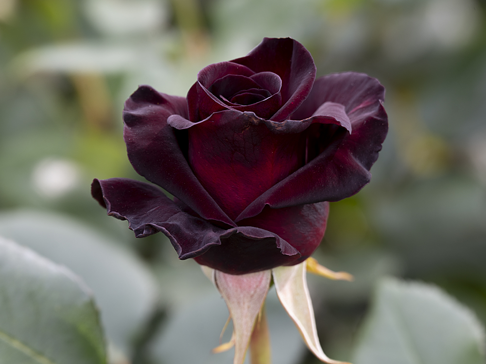 File:Rose, Black Baccara, バラ, ブラック