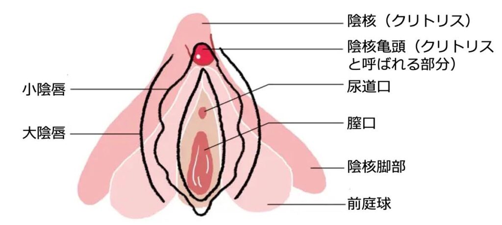 女性だけが持つ、快楽のための魅惑の器官 クリトリス最新事情 |