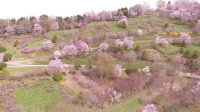 北見フラワーパラダイスの桜開花状況！【写真もあるよ】 | tabinotomo