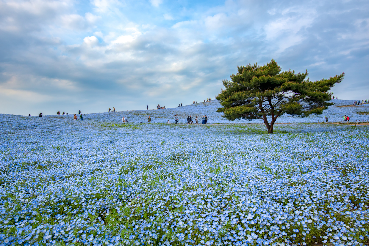 ひたちなかの国営ひたち海浜公園の格安素泊まりホテルを宿泊予約 2024年おすすめ素泊まりホテル | Trip.com