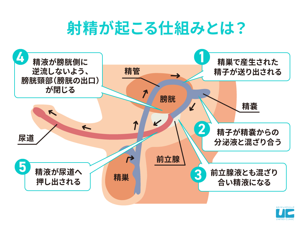 プライド破壊】垂れ流しのおもらし射精!?何度もイケる「ルーインドオーガズム」が話題｜BLニュース ちるちる