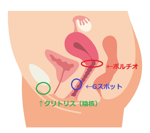 Gスポット開発とは？場所と位置の見つけ方 - 夜の保健室