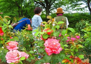 初夏の北見フラワーパラダイス・Ｄ口先生の大型連休 | ほんわか☆マツ