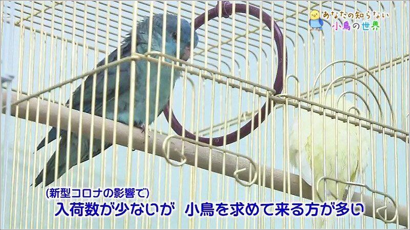 オカメ4羽楽園 | 日々是鳥日～NPO法人「シェ・ワゾー鳥のいえ」