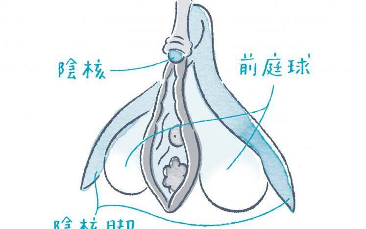 初心者必見】クリトリスの位置と触り方を伝授！クリトリスでのイカせ方も伝授！ | Trip-Partner[トリップパートナー]