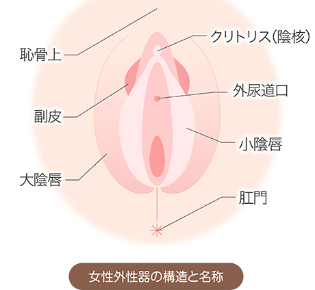 クリトリス（陰核）包茎手術 最安値230,000円 安い！上手い！ 東京 銀座