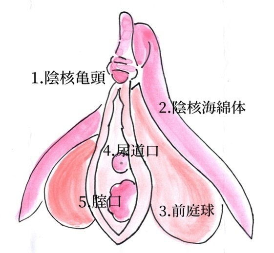 中イキのやり方をイラスト付き解説！Gスポットやポルチオの開発方法、イキやすくするコツを解説