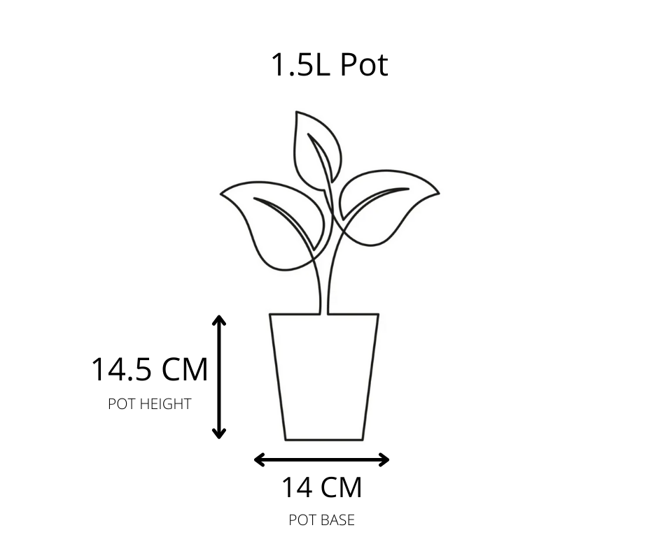 Phormium Sweet Mist - Gardening